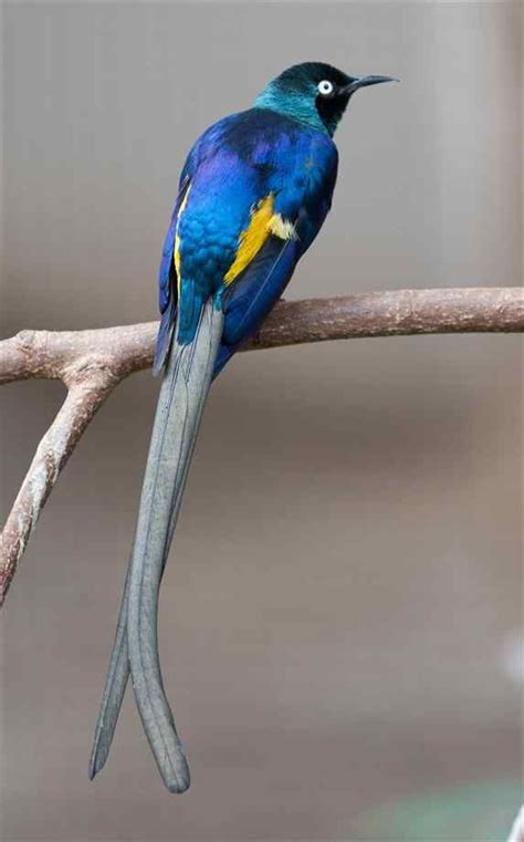 Blue Bird With Long Tail Royal Starling With Long Tail Feathers