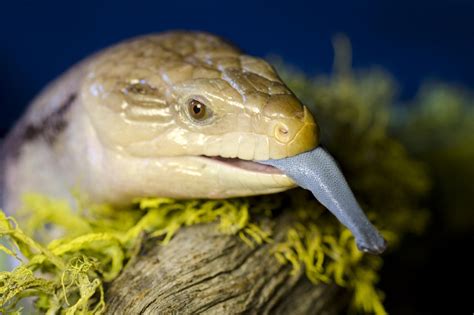 Look Who's Made it to the List of Top 10 Pet Reptiles for ...