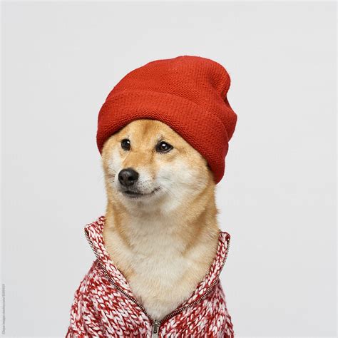 Dog Wearing Red Hat And Sweater By Stocksy Contributor Clique Images