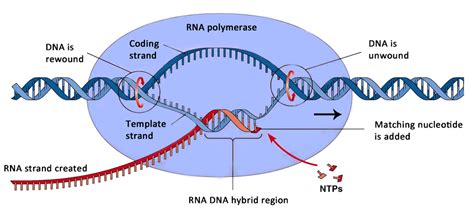 The entire process is called gene expression. protein synthesis