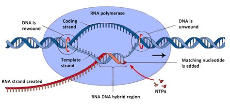 Translation (mrna to protein) overview of translation. protein synthesis