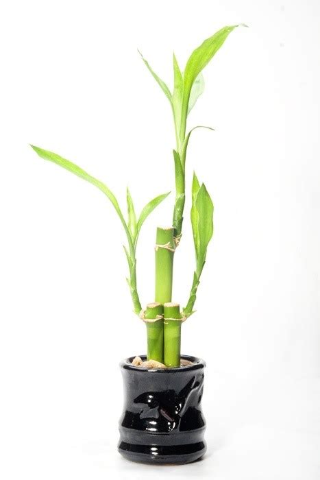 Then repot what is left with the sound roots into dry soil and let it recover. How to save a dying indoor bamboo plant - Quora