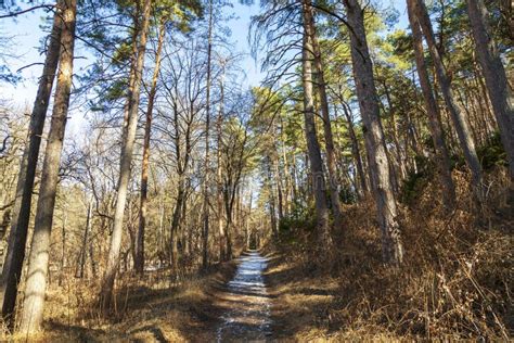 Forest Landscape Pine Forest Selective Focus Path In The Forest Stock