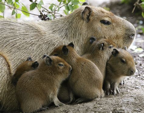 40 Animals And Their Adorable Offspring Animals Capybara Animals Wild