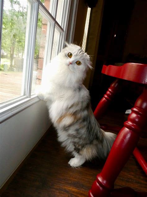 Scottish Fold Munchkin Kittens 15 Pictures For You To