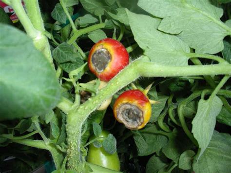 Tomato foliage, stem & root problems disease prevention this guide lists the most common foliar problems of tomatoes (for problems on fruit, see our visual guide: What's Wrong with my Tomatoes? - Home Gardening Blog
