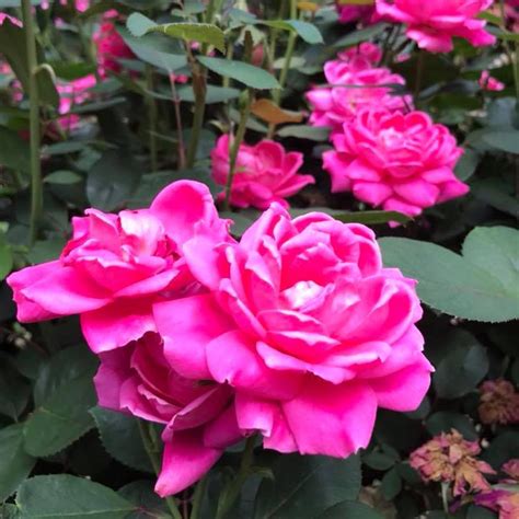 Knock Out Double Pink Rose Plants For Sale Free Shipping