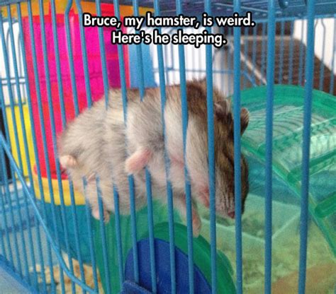 The Weirdest Hamster