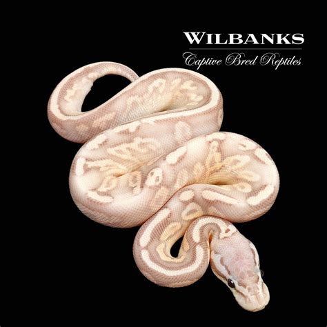 Banana Pewter Yellow Belly Ball Python By Wilbanks Captive Bred Reptiles Morphmarket