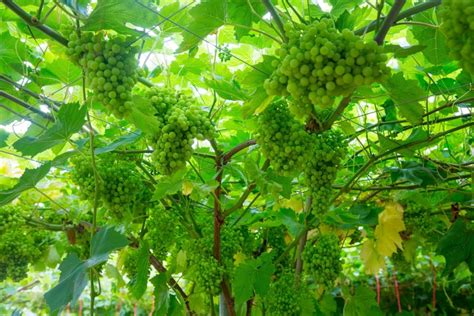 Asda To Sell First Uk Grown Seedless Table Grapes