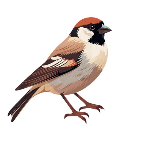The House Sparrow S Resilienc Bird Animal Clipart Png Transparent