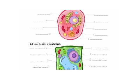 Cell Organelles - Worksheet | Distance Learning | Teaching Resources