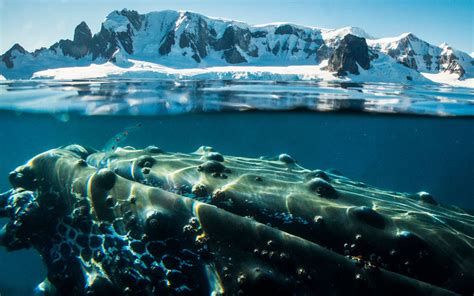 Humpback Whale Arctic Spitsbergen Longyearbyen Antarctica Argentina