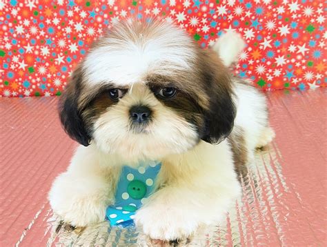 Shih Tzu Puppies For Sale Oxford Ct Petzlover