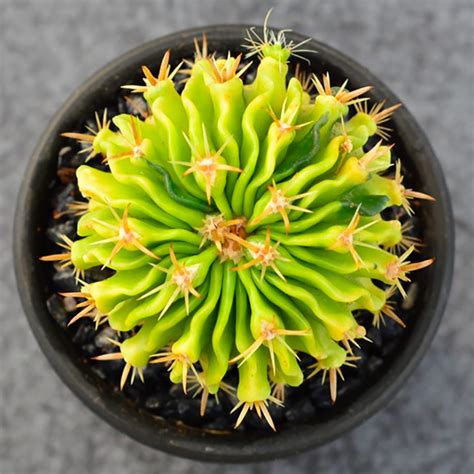 Collection by central states dahlia society. Stenocactus Multicostatus variegata in 2020 | Succulent ...