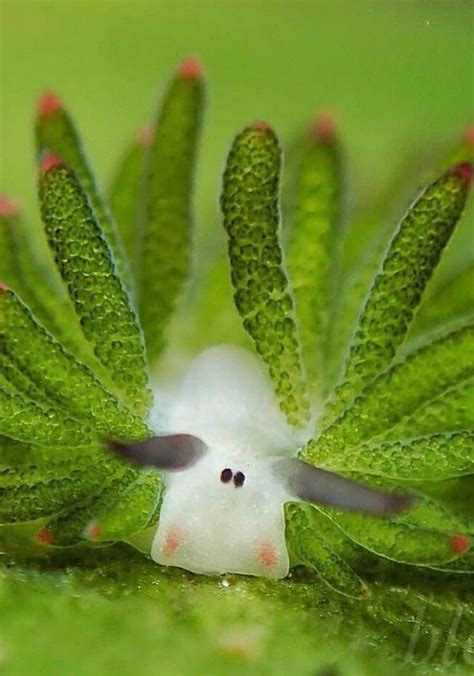 Adorable Sea Slugs Love Eating Algae So Much They Are Basically Solar