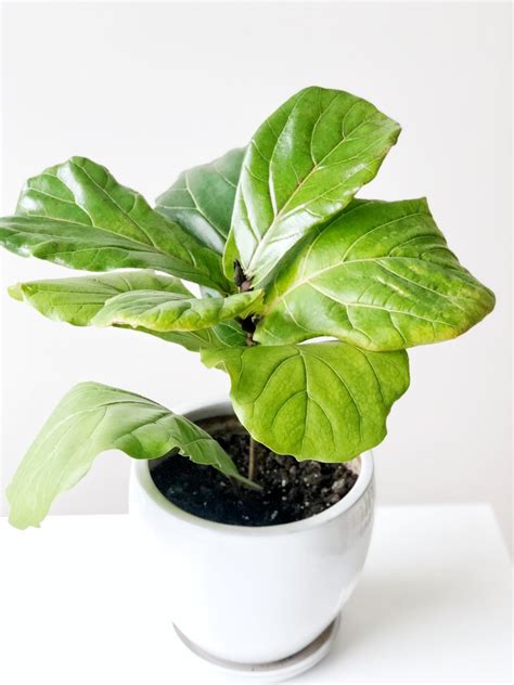 These popular houseplants can climb up to 6 feet or more in your home. How To Propagate Your Fiddle Leaf Fig Tree