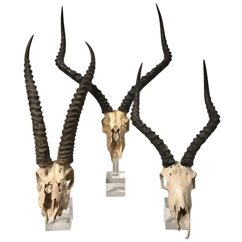 168 results for skull lamps. Large Suite of Three Kudu / Antelope Museum Mounted Horns ...