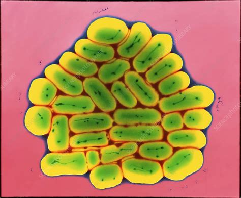 Escherichia Coli 0111 Bacteria Stock Image B2300156 Science