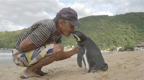 Penguin Eagerly Swims To Same Spot Every Year To Visit Man Who Saved