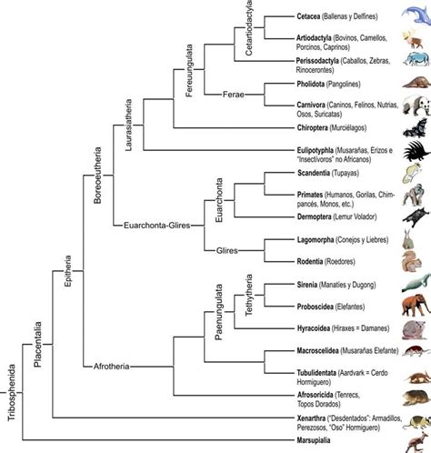 Árbol Filogenético De Los Mamíferos Tribosfénicos Vivos Tribosphenida