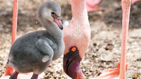 Why Are Flamingos Pink Bbc Newsround