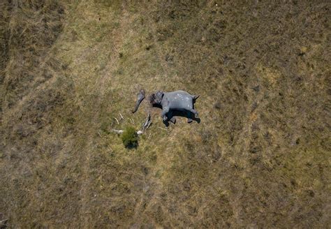Drone Captures Horrific Image Of Mutilated Elephant That Was Killed For