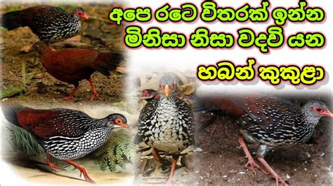 The Sri Lanka Spur Fowl Haban Kukula හබන් කුකුළා Youtube