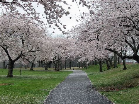 Branch Brook Park Cherry Blossoms Brook Park Blossom Cherry Blossom