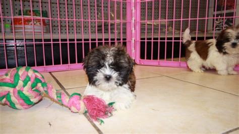 Adorable Malti Tzu Puppies For Sale In Atlanta Georgia Ga Mix Of