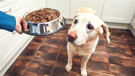 / nutrition / by hemopet. FDA Concerned That Grain-Free Food May Be Linked to Canine ...