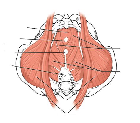 Pelvic Floor Muscles Diagram Quizlet