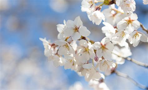 桜の花びらのアップ02 無料の高画質フリー写真素材 イメージズラボ