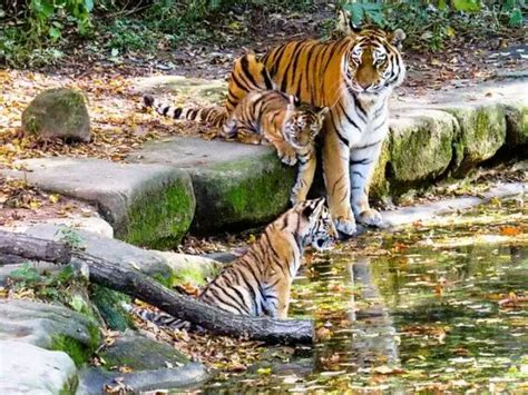 Tiger Names 250 Male Female Famous Names July 2022