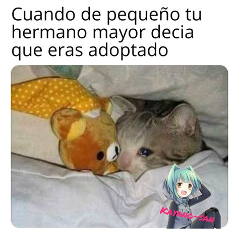 Memes De Gatos Llorando 2020 La Popular Gata Que Siempre Parec A Estar