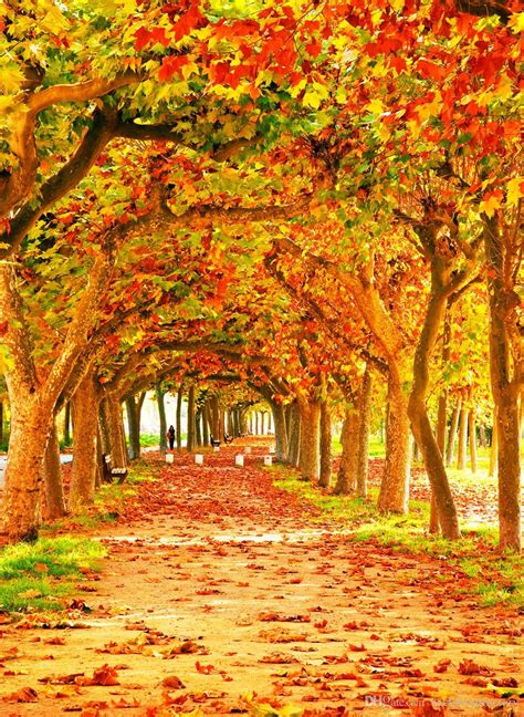 2021 Fall Photography Backdrop Orange Maple Leaves Trees Long Road