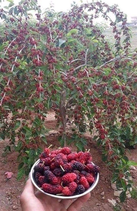 Mulberry Tree Types Dini Fruit