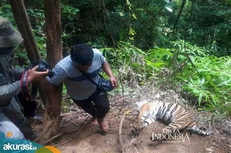3 Ekor Harimau Di Aceh Selatan Didapati Mati Terjerat