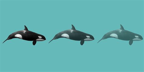 Why The Southern Resident Killer Whales Are Dying Capital Daily