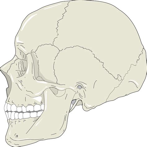Realistic Human Skull Profile View Clipart Free Download Transparent