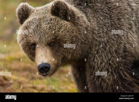 Bear Grizzly Bears Grizzlies Stock Photo Alamy