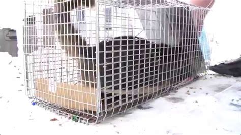 Feral cat assistance & trapping (f.c.a.t.), seattle, wa. Feral Cat goes crazy! Stray Feral Cat Trapping Trap-Neuter ...