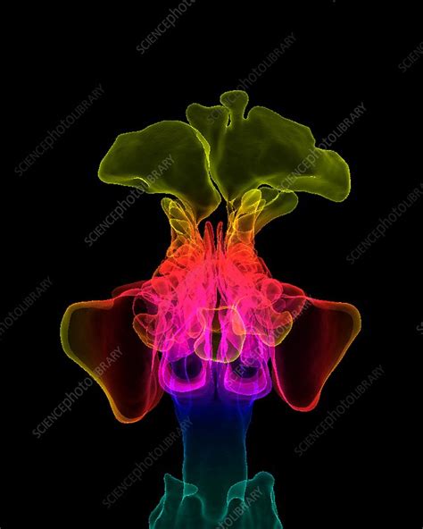 Paranasal Sinuses 3d Ct Scan Stock Image C0368974 Science Photo