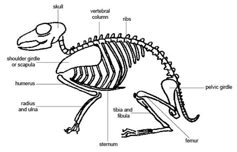 Posted on july 16, 2017july 17, 2017 by jan. Anatomy_and_physiology_of_animals_Mamalian_skeleton[1 ...