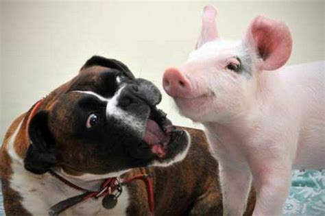 12 Pictures That Prove Dogs And Pigs Are The Dream Pet Team Boxer
