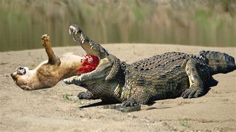 Laibavid 25 november 2016 no category comments off on snake vs dog real fight to death 37,521 views. Lion vs Alligator Real Fight | Lion Attack Discovery ...