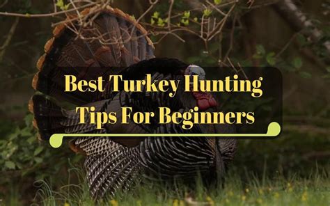 Adopt The Best Turkey Hunting Tips For Beginners Now Turkey Hunting
