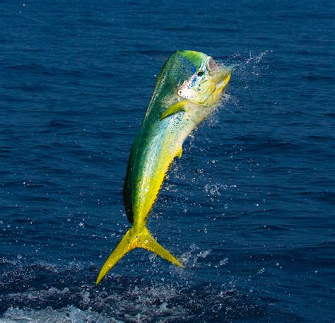 Species Profile The Brilliant Mahi Mahi Pelagic Fishing Gear