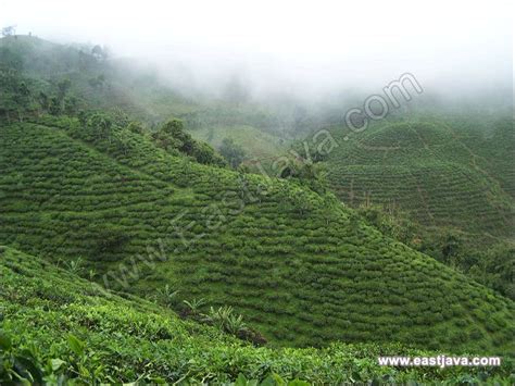 Air terjun ini berada di desa sukapura, kabupaten probolinggo. Andung Biru Tea Plantation, Probolinggo