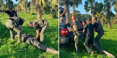 Giant Alligator Spotted Walking Down Florida Street ‘never A Dull